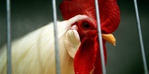 Five children hospitalised with salmonella linked to backyard chickens