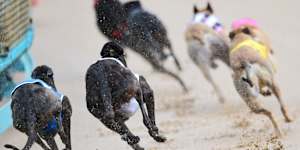 The Herald can reveal the racing regulator is the subject of an investigation into leadership and workplace culture.