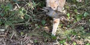 Roaming cats kill 47 million native Perth animals a year. These crusaders want that to end