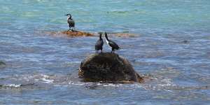 Cormorants on Shag Rock near Portland. 