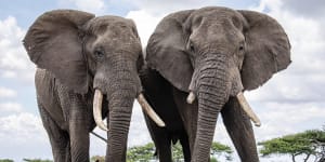 Namibia hit by criticism over elephants’ sale