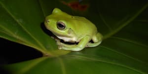 ‘A complicated murder mystery’:What’s killing Sydney’s frogs?