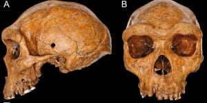 A tale of two skulls and their bones of contention