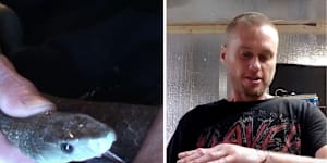 Screengrabs from videos posted by Tim Friede,who filmed himself goading black mambas and taipans to bite him. Scientists are now trying to make a broad-spectrum antivenom from his blood.