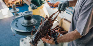 The state government has backed down on its rock lobster plan.