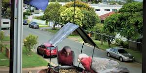 Some of the rowdy galahs who visit Mike and Deb after migrating to the coast to escape inland droughts. 