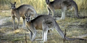 One of Canberra's largest ever kangaroo culls has finished