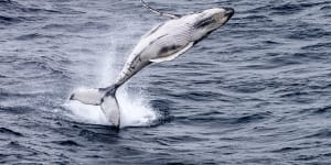 A juvenile Humpback whale in the Southern Ocean. 
