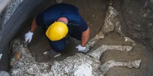 Pompeii dig unearths ancient racehorse