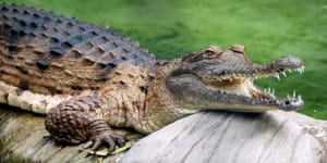 Townsville residents on'croc watch'after floods