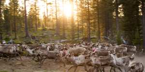 For thousands of years,the Sami lived in the northernmost lands of Europe where they survived off fishing,hunting and reindeer.