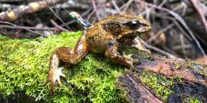Baw-Baw frogs wearing radio transmitters have been released into the wild. The frogs are among Victoria’s 550 critically endangered species.