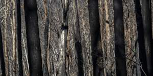 The Kosciuszko National Park will take time to recover from last January's intense bushfires,ecologists say.