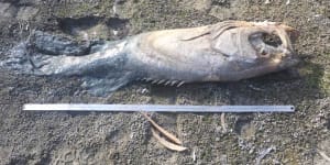 Fish are still turning up dead in the lower Darling River near Menindee,the site of several mass fish kills last summer. 