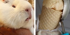Guinea pig ice-cream:A scoop that's hard to swallow
