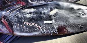 “Rake marks” on a 52-foot fin whale that became beached in San Diego. 