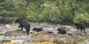 The Great Bear Rainforest is one of the best places on Earth to spot bears in the wild.