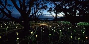 Bruce Munro's Field of Light:Avenue of Honour,Albany. 