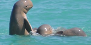 Seeing snubfin dolphins in Western Australia:Broome's best-kept secret