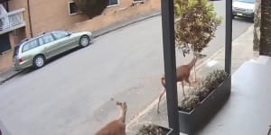 Two deer were filmed running through Coleridge Street at Leichhardt on October 6.