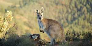 Wildlife on the Arkaba Conservancy,Flinders Ranges,South Australia.
