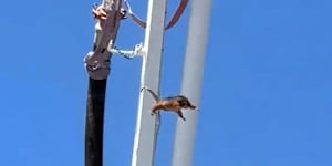The possum was shaken off the concrete boom pump in February.
