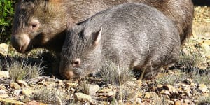 Queensland-designed'hospital burrow'to help save wombats from extinction