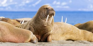 Walruses hauled ashore on the Poolepynten peninsula on Prins Karls Forland island in the Svalbard archipelago. 