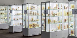 Ainsworth funding has helped preserve the Ainsworth Interactive Collection of Medical Pathology that comprises 1600 preserved medical specimens.