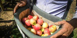 Pay ruling will transform fruit picking.