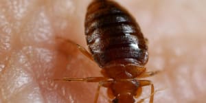 Bedbug panic in France fanned by Russia,intel services believe