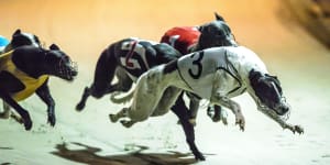 Victorian greyhound trainers suspended