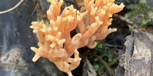 The holy grail:the coral fungus.