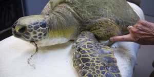 This turtle,with fishing wire in its mouth and around a flipper,needs surgery to save its life.