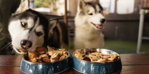 It’s a dog’s life:Perth’s canine-friendly cafes feeding your furry friends