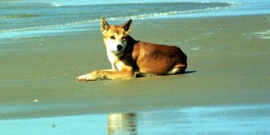 Dingo attacks boy on Fraser Island in Queensland