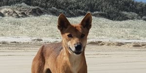 Cull not the answer to dingo attacks,Fraser Island group says