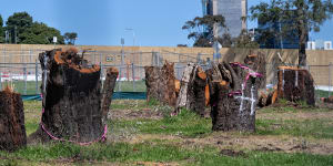 Hundreds of trees will be cut down in Cammeray Park as part of the Warringah Freeway upgrade.