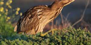 The shy Australasian bittern is found in 30 towns and cities and yet its numbers may be down to just the hundreds.