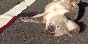 Victim of habitat loss:a koala killed on the roadside in Campbelltown.