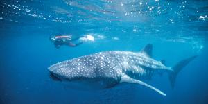 Whale sharks attract droves of tourists to Ningaloo Marine park