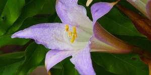 The flower of Worsleya procera looks like a purple lily.