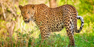 Leopard in Kruger National Park,South Africa.