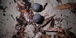 Mysterious black grime balls wash up on popular Sydney beach