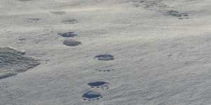 Polar bear tracks,Svalbard.