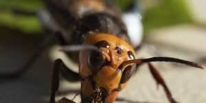 The murder hornet has swept through South Korea,France and North America.