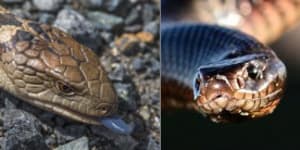 Blue-tongue lizards have developed a defence against red-bellied black snake venom.