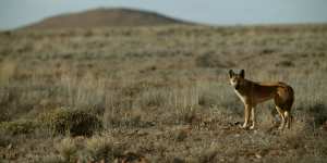 The proposal to reintroduce dingoes into the Grampians National Park has been fiercely opposed by local farmers.