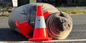Neil the Seal has a thing for traffic cones.