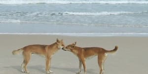 Driver ran over Fraser Island dingo in 4WD,then drove at group:Witness